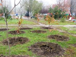 Дерево каштан — посадка, догляд та особливості вирощування