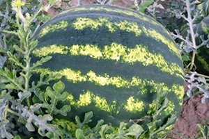 Середньопізні та пізні сорти кавунів: характеристики та особливості вирощування та зберігання