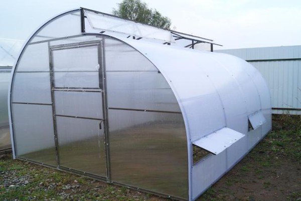 Вирощування дині в теплиці: тонкощі процесу від вибору сорту до збору врожаю