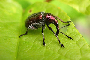 Хвороби та шкідники яблунь: методи боротьби і фото