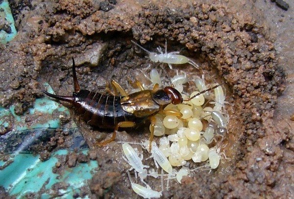 Щипавка: чи варто шукати її в вусі?