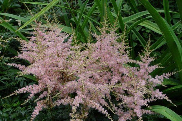 Астильба в ландшафтному дизайні саду — багатоликий чагарник для оформлення квітника