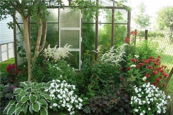 Астильба в ландшафтному дизайні саду — багатоликий чагарник для оформлення квітника