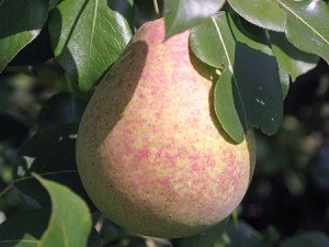 Сорт груші Мармурова: опис цікавого сорту донора, придатного для одержання нових видів груш