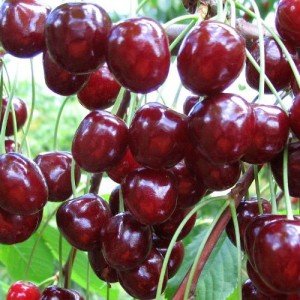 Опис сорти чорної черешні з високою врожайністю Ленінградська: посадка і догляд