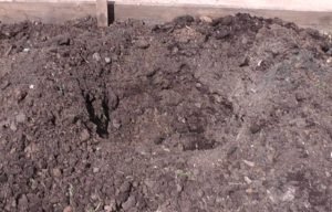 Як пересадити смородину на нове місце за всіма правилами