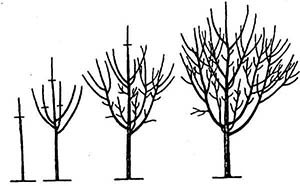 Всі правила формування крони сливи: основні прийоми та особливості обрізки