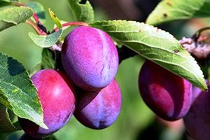 Зливу для Підмосковя: вибір кращого сорту і рекомендації по догляду