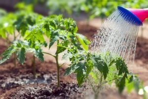 Томат Ведмедик Клишоногий — характеристика та опис сорту, відгуки