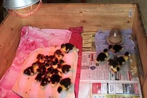 Индоутки — розведення зміст догляд в домашніх умовах