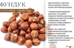 Як виглядає ліщина: фото дерева і листя, опис і особливості агротехніки