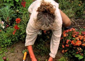 Низькорослі багаторічники цвітуть усе літо — фото з назвами