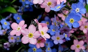 Незабудка як символ любові, краси і ніжності: популярні види і кращі фото квітів