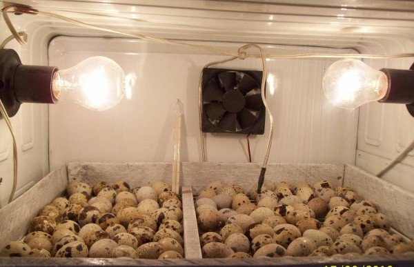 Інкубатор з холодильника своїми руками — креслення і відеоінструкція