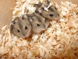 Тирсу як утеплювач горища, підлоги, стін