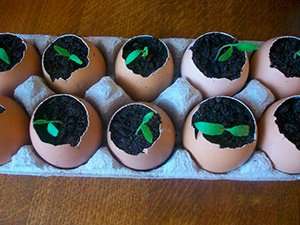 Як садити огірки на розсаду: вибір насіння і ґрунту, посів і вирощування, фото і відео