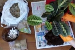 Вирощування ніжною тропічної маранти в домашніх умовах