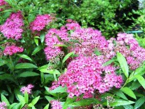 Багаторічні чагарники для саду: популярні квітучі сорти, їх особливості, назви й фото