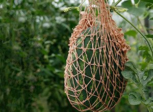 Як виростити кавун в домашніх умовах: правила висаджування і догляд за рослиною