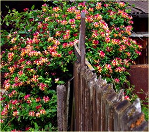 Жимолость декоративна кучерява: посадка, догляд та розмноження