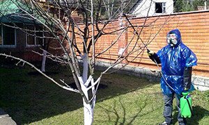 Як затримати початок цвітіння абрикоса навесні — 6 дієвих способів