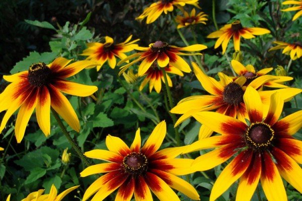 Як виростити багаторічник для дачі, цвіте все літо: особливості посадки і догляду, фото і відео інструкція