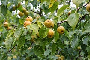 Груша Усурійська: відмітні особливості груші дички і культурного дерева