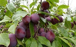 Самоплідна слива сорту Угорка: опис різновидів Білоруська, Корнеевская та інших