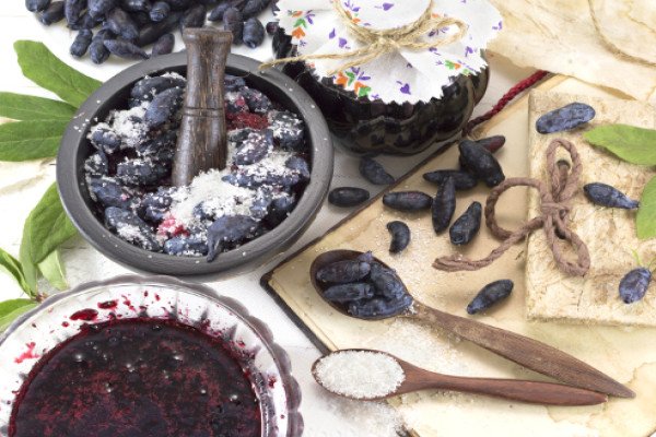 Кращі сорти жимолості — фото з назвою і описом