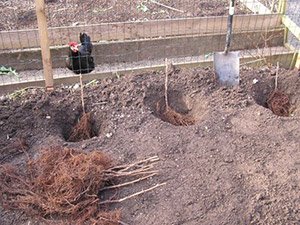 Як правильно садити малину навесні — вибір сорту і строки посадки