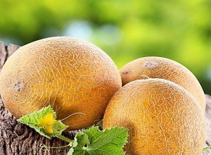 Вирощування дині Айкідо — секрети гарного врожаю на дачній ділянці