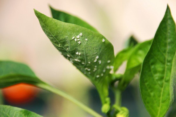 Білокрилка в теплиці: як позбутися шкідника?