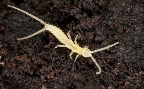 Двухвостка: боротьба в умовах квартири і на дачній ділянці