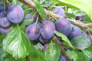 Гібриди вишні: поради з вирощування і схрещування