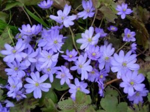 Ніжна красуня печіночниця та її застосування в саду і в медицині