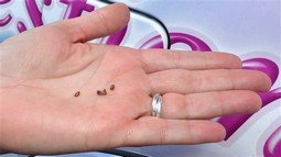 Меблеві клопи (фото) як позбутися і вивести самостійно Меблеві клопи (фото) як позбутися і вивести самостійно