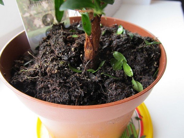 Сциариды: профілактика і боротьба