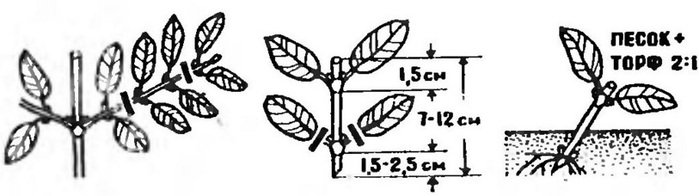 Жимолость декоративна кучерява: посадка, догляд та розмноження