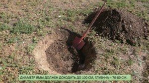 Вирощування черешні — вибір саджанців, посадка, догляд та обрізка