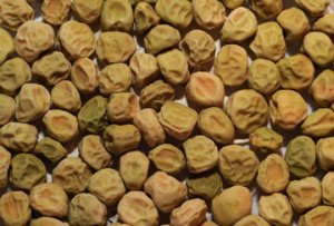 Як посадити горох в городі: види і сорти, правила посадки та догляду, фото