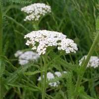 Як лікувати анемію народними засобами?