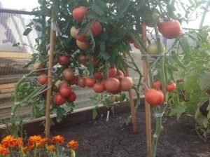 Помідори «Малинове диво»: різновиди, опис та характеристики сорту