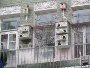 Як побудувати голубник своїми руками