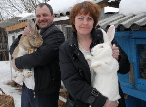 Розведення кроликів як прибутковий бізнес: план і ідеї по організації справи, рентабельність та можливі ризики