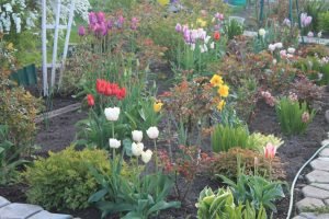 Тюльпани в дизайні саду: як красиво посадити ці весняні квіти