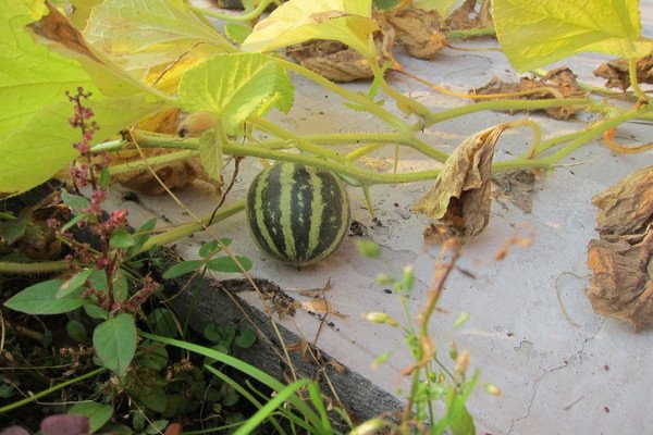 Вєтнамська диня — запашні плоди з високим відсотком врожайності