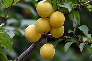 Різновиди гібрида сливи — з абрикосом, вишнею і аличею