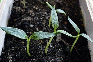 Порядок дій при посадці перцю на розсаду в домашніх умовах: практичний посібник і докладний відео