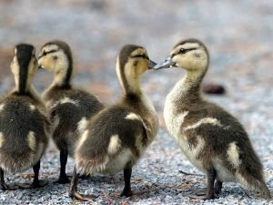 Краща мясо яєчна порода качок — Башкирська: фото, опис, поради по розведенню та догляду