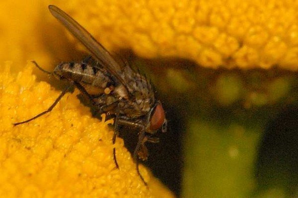 Капустяна муха – встигни випередити шкідника